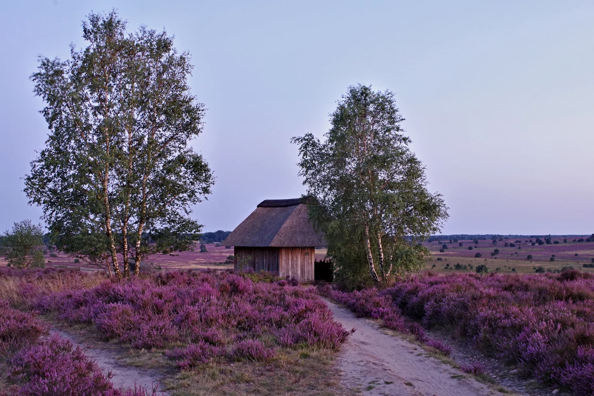 Blühende Heide am Suhorn bei Oberhaverbeck mit Schafstall und Birken in der Abendsonne