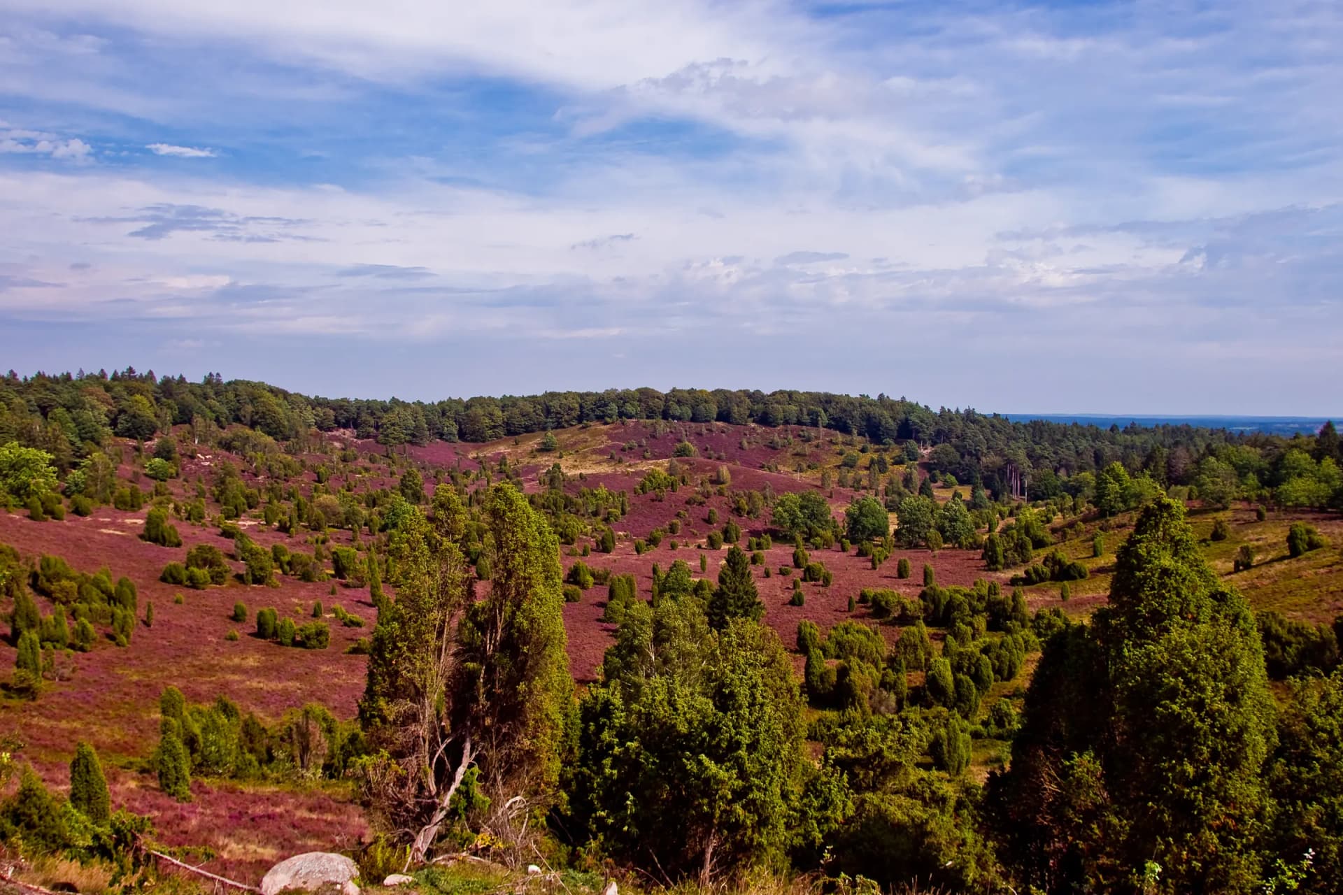 Blühende Heide und Wacholder im Totengrund bei Wilsede